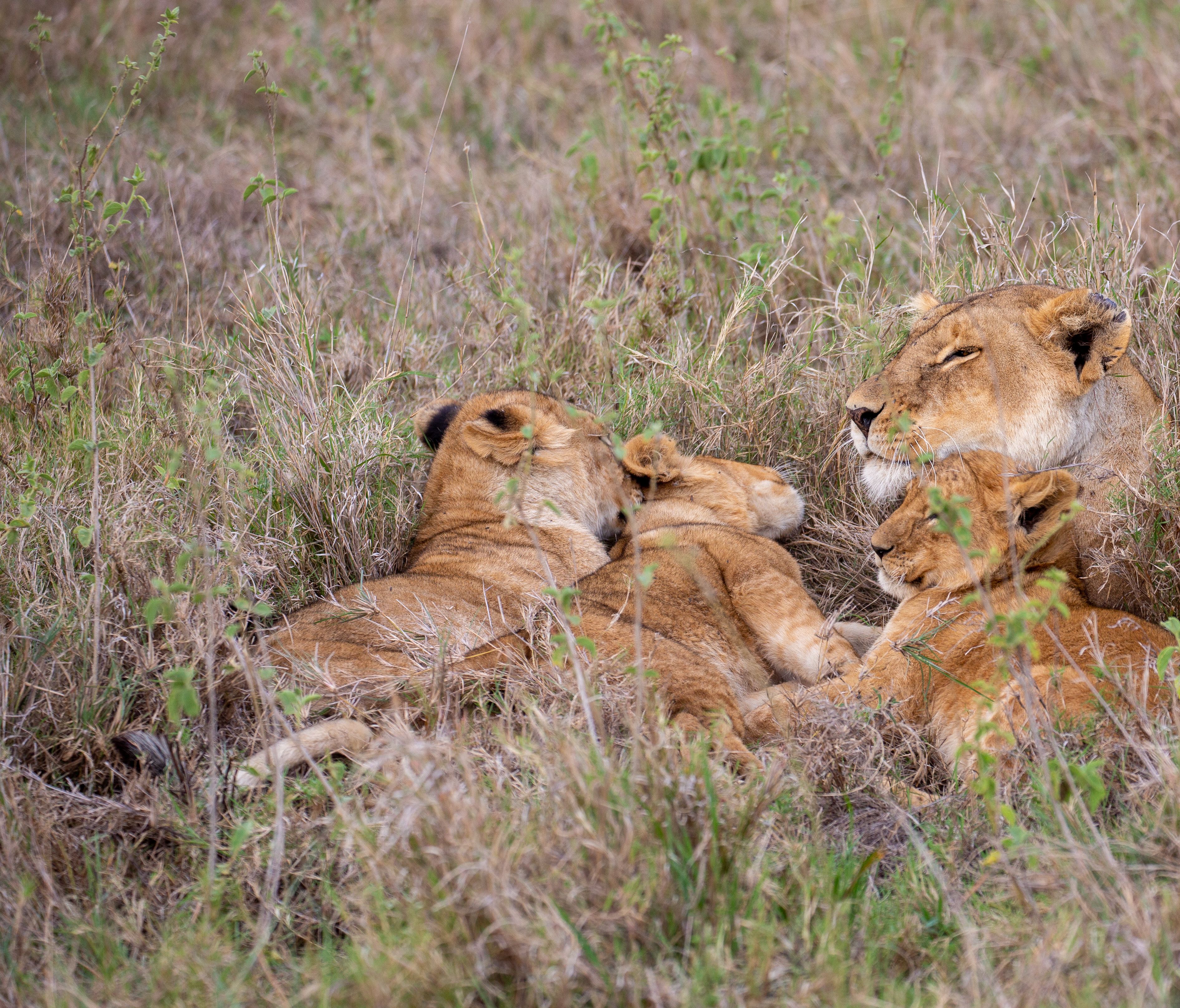 Maasai Mara - Golden light